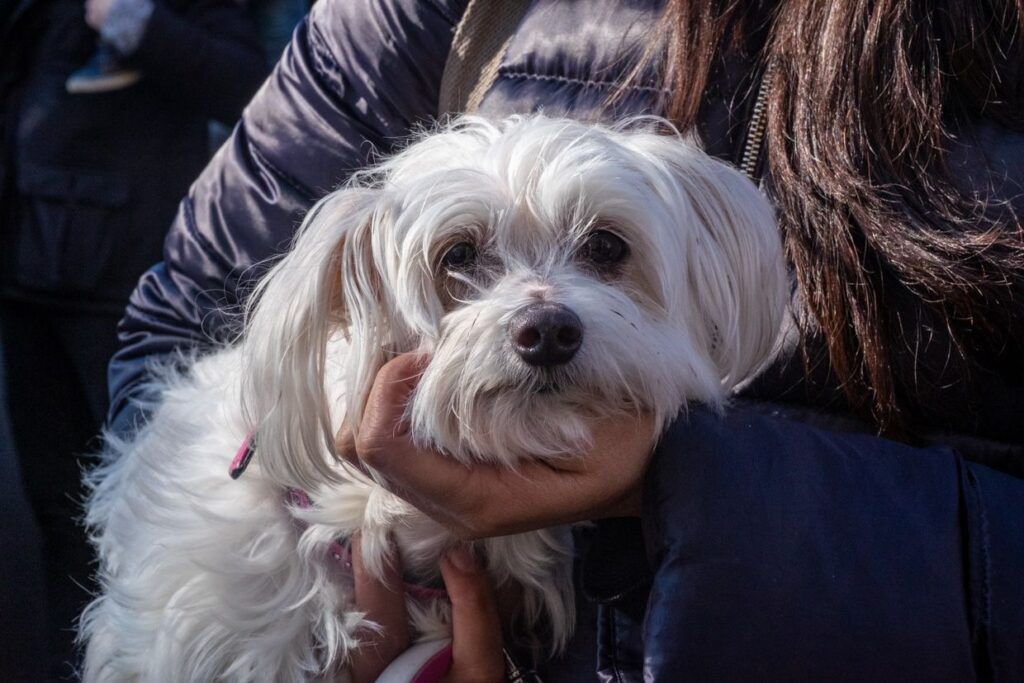 Pequeño perro blanco sostenido en brazos