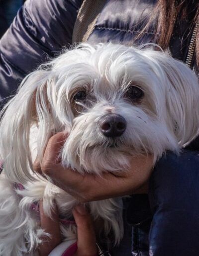 Pequeño perro blanco sostenido en brazos