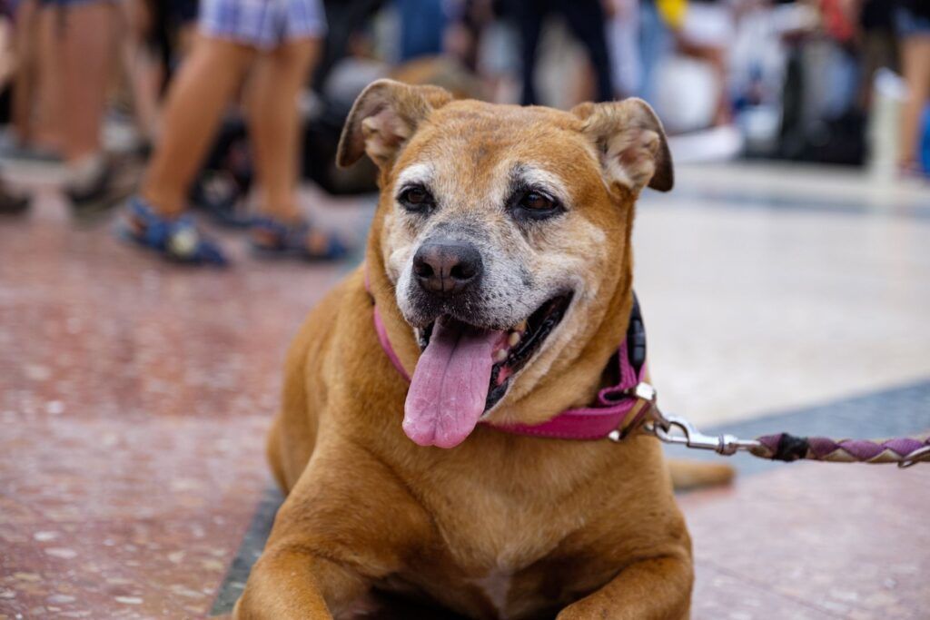 Perro marrón con arnés y la lengua fuera en la calle