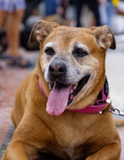 Perro marrón con arnés y la lengua fuera en la calle