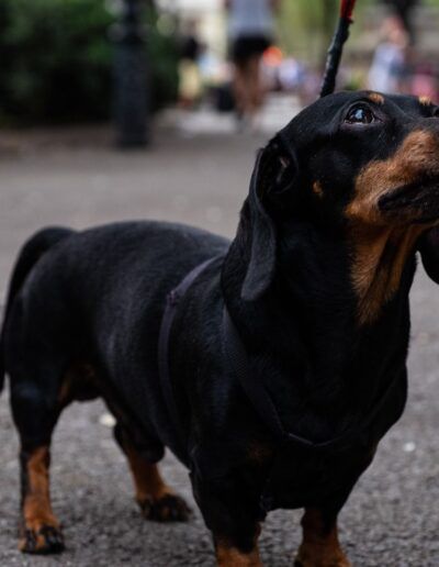 Perro teckel de color negro y fuego en la calle