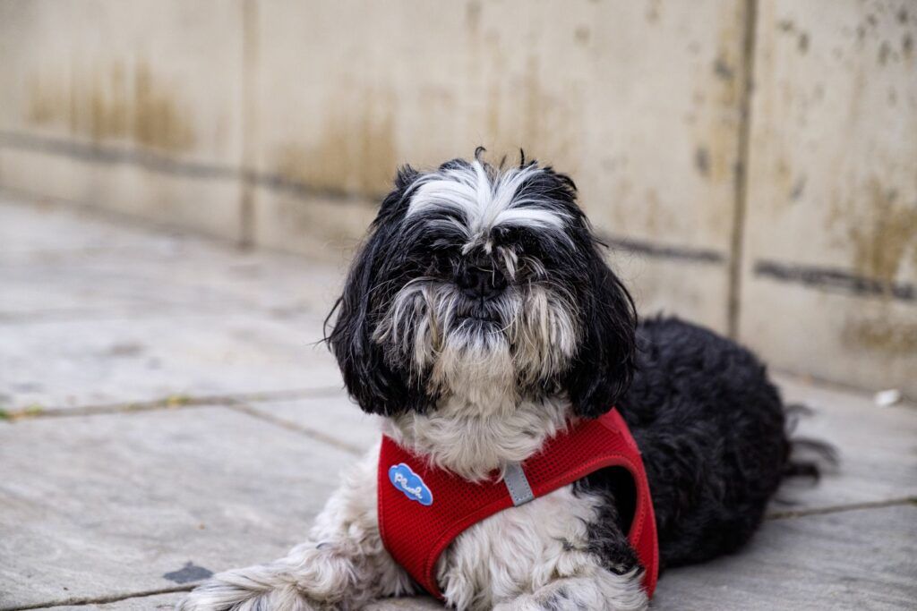 Perro shih tzu blanco y negro con un pañuelo rojo