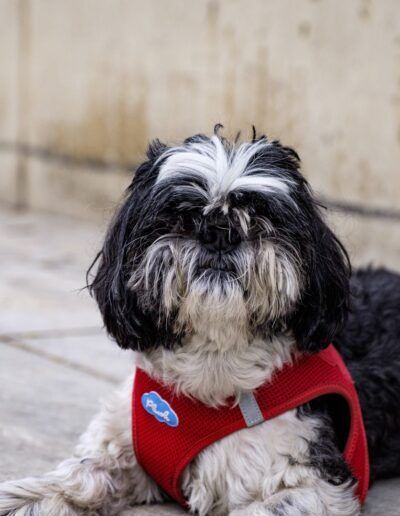 Perro shih tzu blanco y negro con un pañuelo rojo