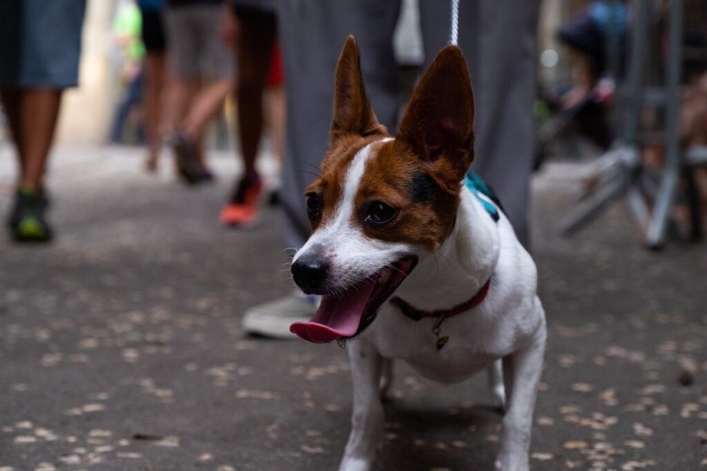Perro con arnés paseando por la calle