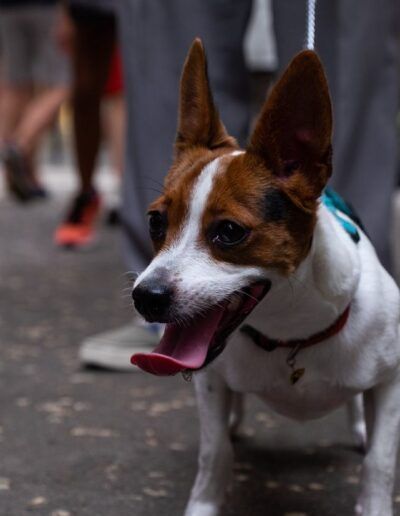 Perro con arnés paseando por la calle