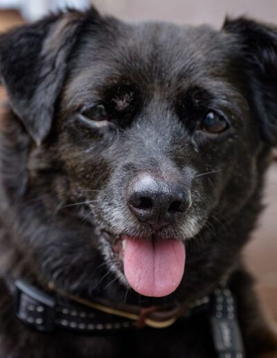 Primer plano de un perro negro con la lengua fuera