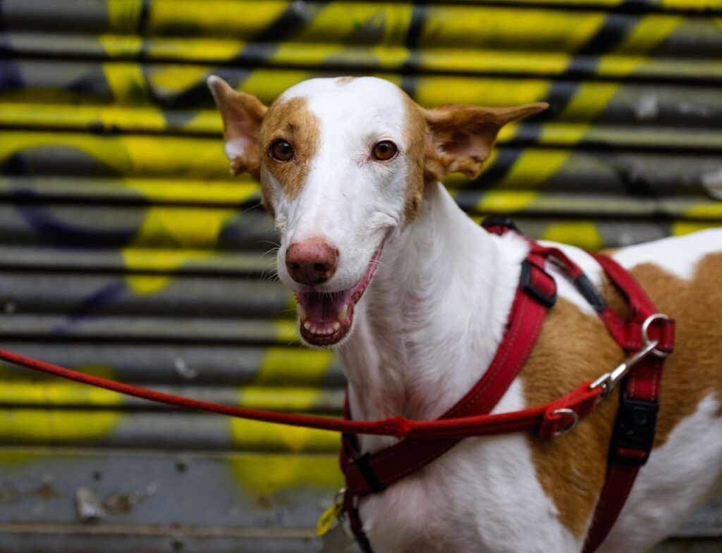 Perro marrón y blanco con arnés ante un muro de grafiti