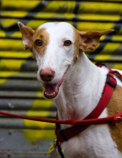 Perro marrón y blanco con arnés ante un muro de grafiti