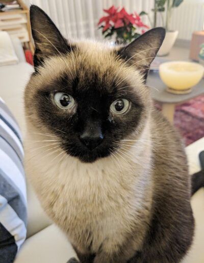 Retrato de un gato siamés de ojos azules