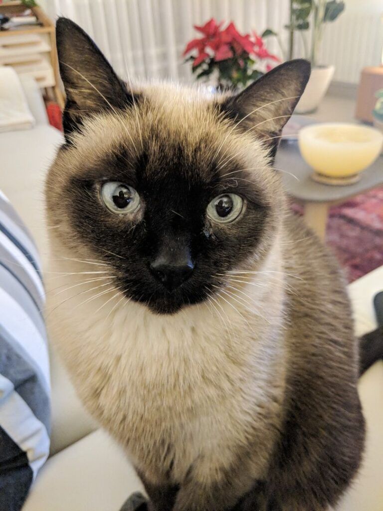 Retrato de un gato siamés de ojos azules