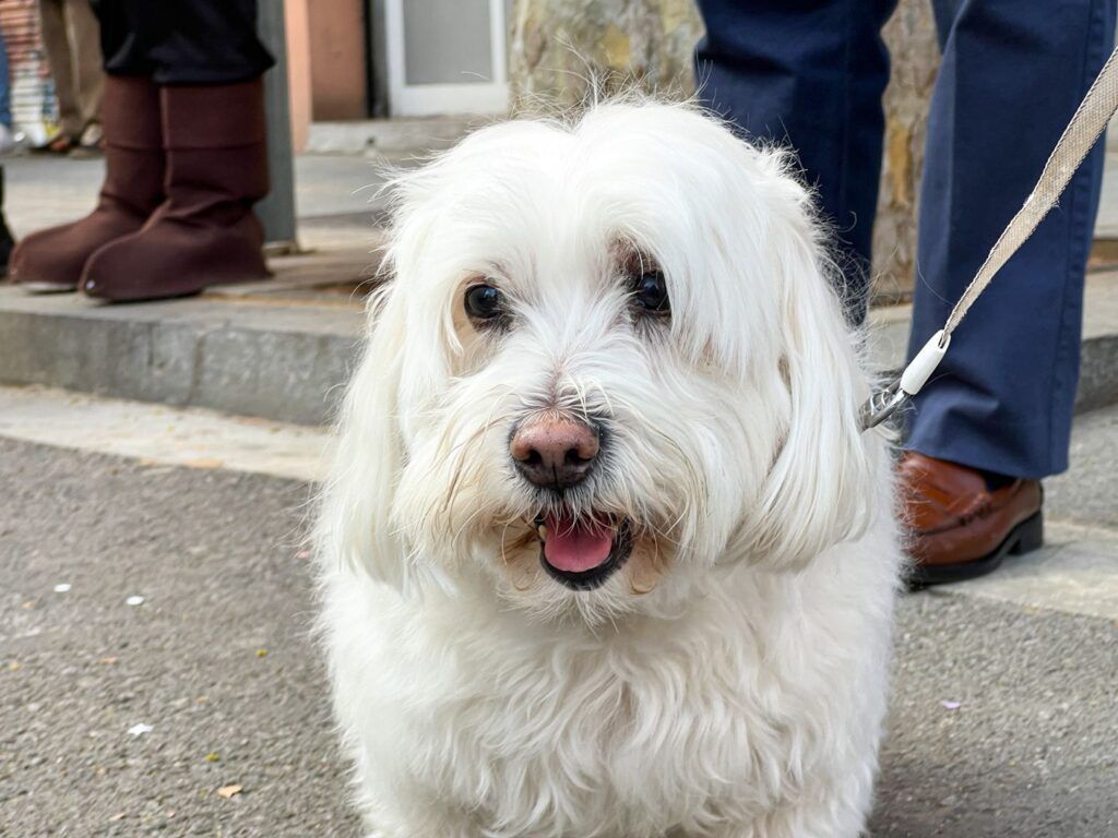 Perro blanco de pelo largo paseando con correa