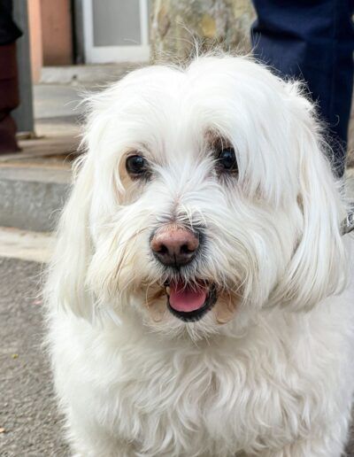 Perro blanco de pelo largo paseando con correa