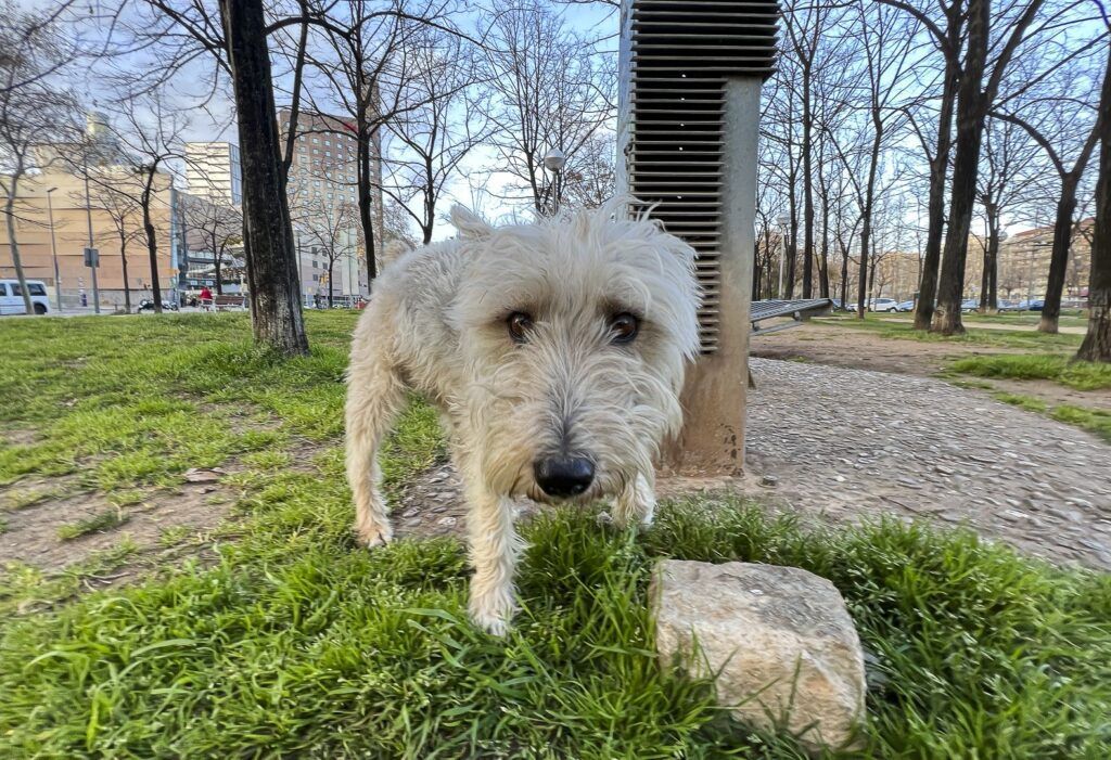 Perro pequeño sobre el césped de un parque