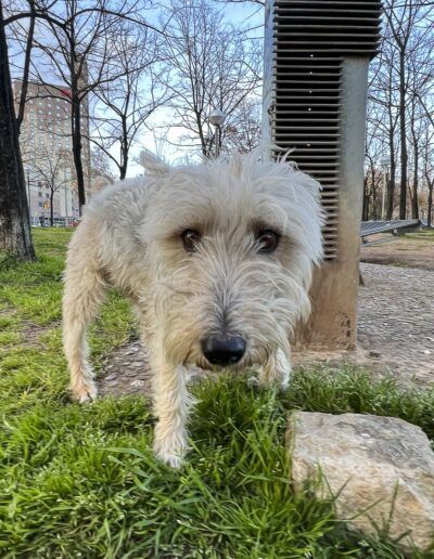 Perro pequeño sobre el césped de un parque