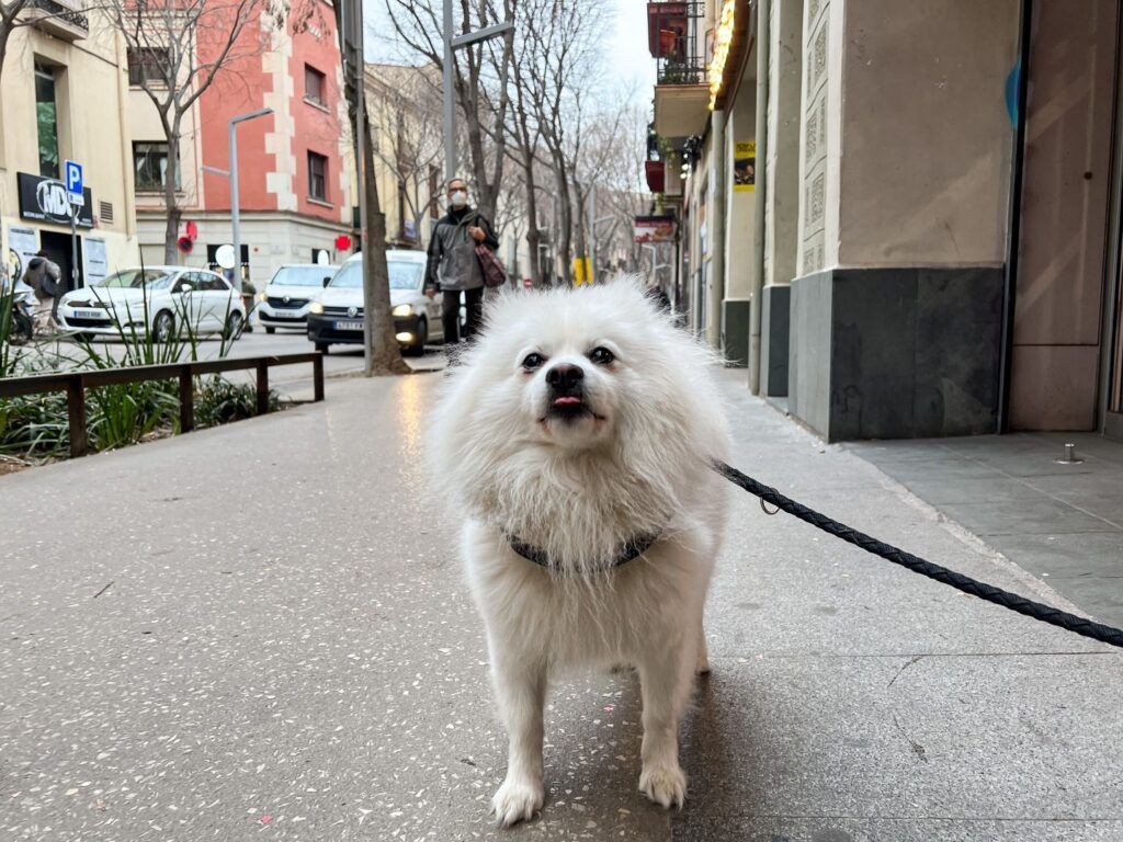 Perro blanco con correa paseando por la calle