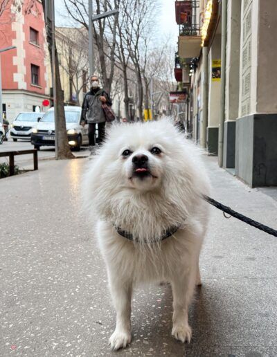 Perro blanco con correa paseando por la calle