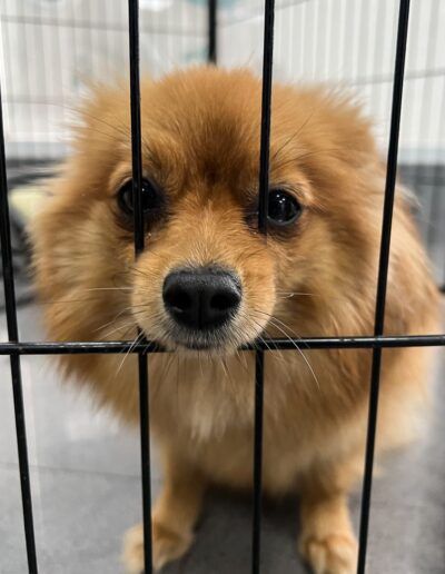 Perro de Pomerania asomado entre los barrotes
