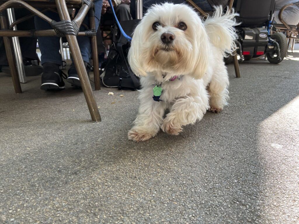 Perro maltés blanco paseando por la calle