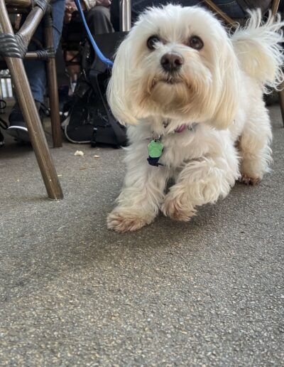 Perro maltés blanco paseando por la calle