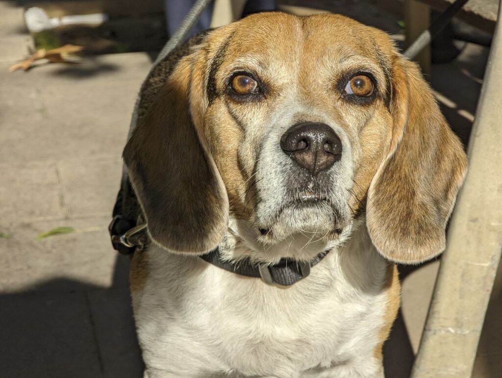 Primer plano de un perro beagle