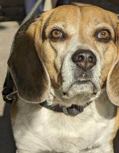 Primer plano de un perro beagle
