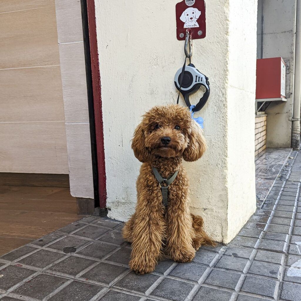 Perro caniche marrón en una calle de Barcelona