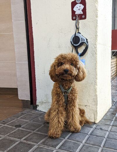 Perro caniche marrón en una calle de Barcelona