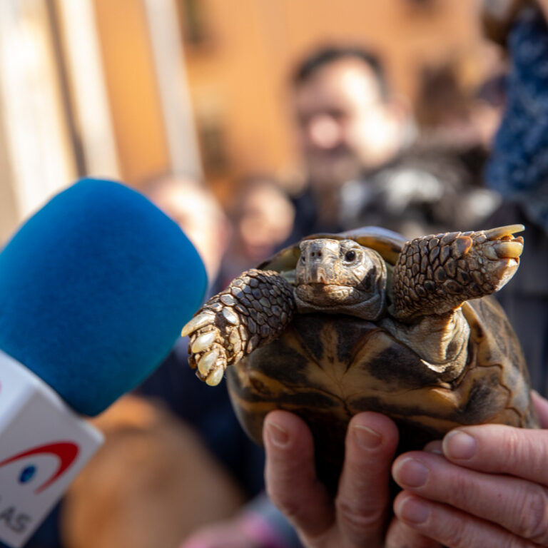🐢 La protagonista inesperada
Fotografia realizada en el año 2024