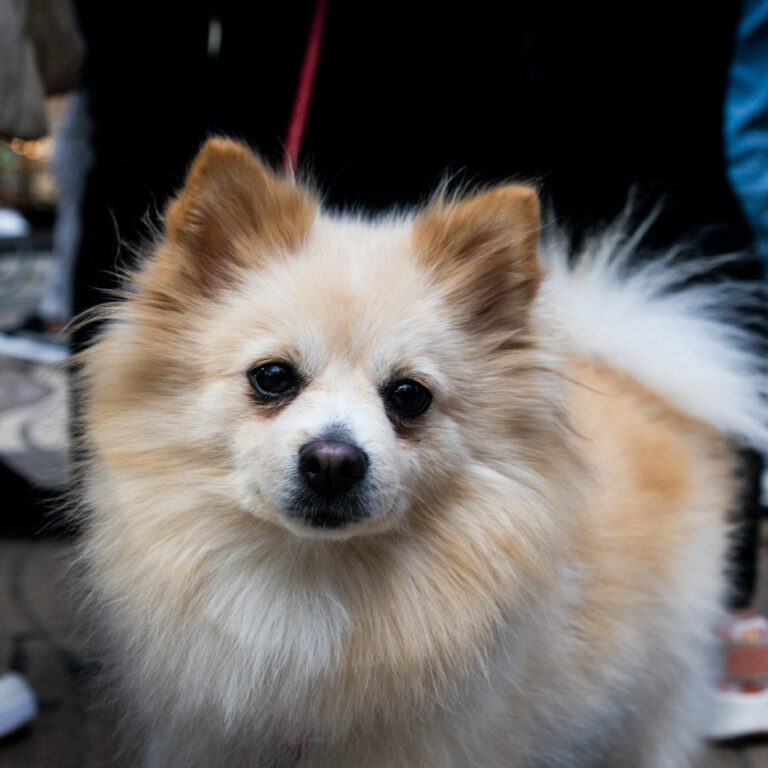 Dog